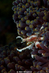 Feeding porcelain crab. by Adam Skrzypczyk 